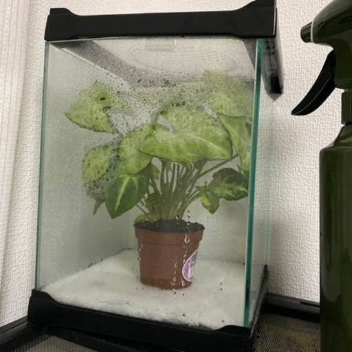 ［お取引先決定］グミガエル(フライシュマンアマガエルモドキ)飼育ケース付