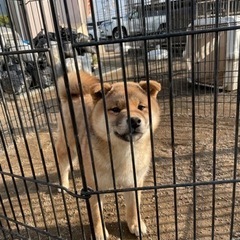 飼育困難な方から里親募集活動をしています