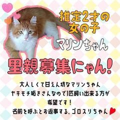 2歳位　人間大好きゴロスリな長毛のマリンちゃん【1/22(日曜日...