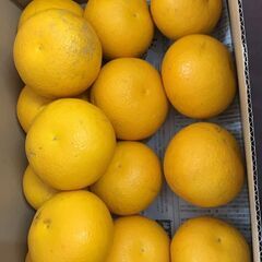 フォーチュン村のフォーチュン農園で無農薬栽培した柑橘類のはっさく...