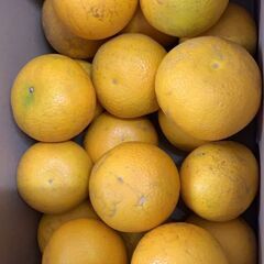 フォーチュン村のフォーチュン農園で無農薬栽培した柑橘類のはっさく...