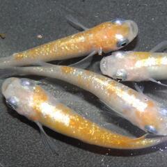 紅白ラメ体外光　稚魚１０匹＋α