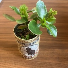 決定致しました★✳️ 花　植物　カランコエ　可愛い缶植え