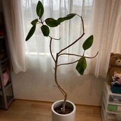 観葉植物　無料で差し上げます(^^)