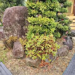 庭石　植物　無料