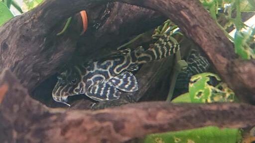 熱帯魚 アクアリウム キンペコ たぶん10匹ちょいいます