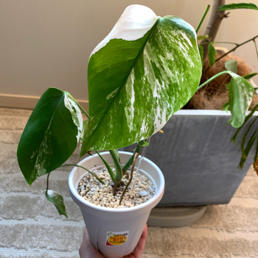 モンステラ　斑入り　散り斑ハーフ系　8節つき　鉢入り 観葉植物