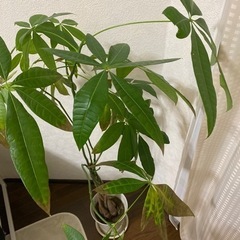 観葉植物貰ってください(決まりました)