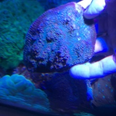 サンゴ生体　2種セット