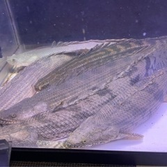 熱帯魚 古代魚ポリプテルス