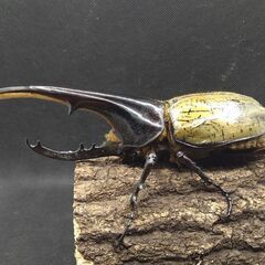 ヘラクレスオオカブトムシ ♂♀ペア ⑧