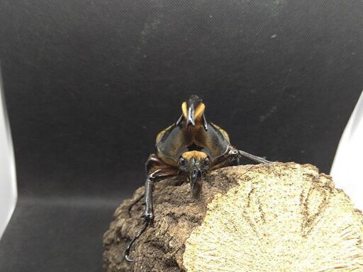 ヘラクレスオオカブトムシ ♂♀ペア ⑧