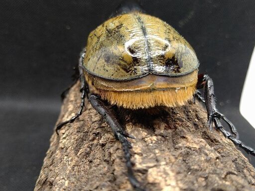 ヘラクレスオオカブトムシ ♂♀ペア ⑧