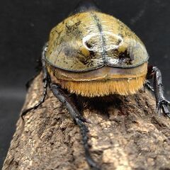 ヘラクレスオオカブトムシ ♂♀ペア ⑧