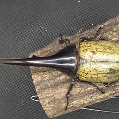 ヘラクレスオオカブトムシ ♂♀ペア ⑧