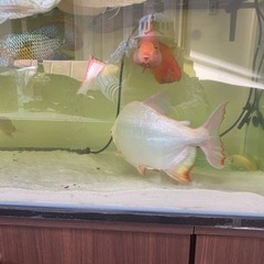 アルビノ パコ 30cmです。