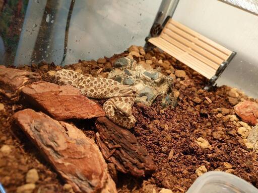 maaya⭐︎　爬虫類ケージ　小動物ケージ 爬虫類 ヘビ ケージ