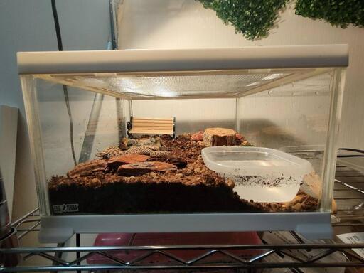 爬虫類　ヘビ　ケージ