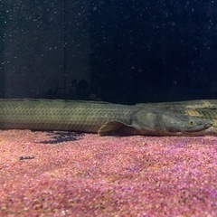 受け渡し予定 ポリプテルスビキールビキール チャド60㎝±