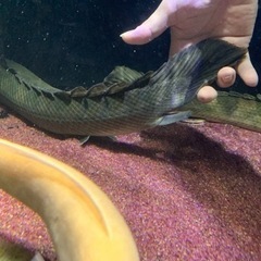 受け渡し予定 ポリプテルスビキールビキール チャド60㎝±