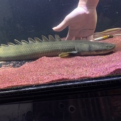 受け渡し予定 ポリプテルスビキールビキール チャド60㎝±