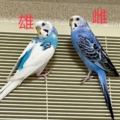 セキスイインコ2羽　里親募集　大阪市