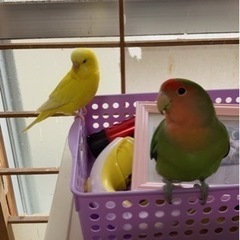 小桜インコとセキセイインコの里親を募集致します