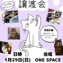 🐱保護猫譲渡会🐱1月29日（日）開催❣️
