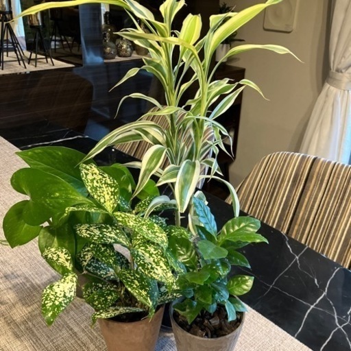 観葉植物