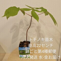 【ネット決済・配送可】トチノキ苗木【成長中】 PACK苗 栃