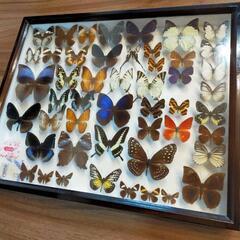 標本箱と蝶の標本