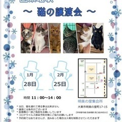 2月の四条畷駅　猫の譲渡会