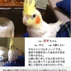 オカメインコ ルチノー ガオちゃん 迷子