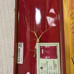 中国東北地方 山参 2014年 箱入り鑑定書付