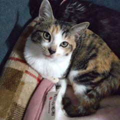 三毛猫 4ヶ月 おめめパッチリ美人さん − 静岡県