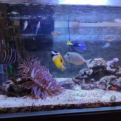 海水魚水槽飼育セット900