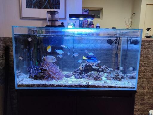 海水魚水槽飼育セット900
