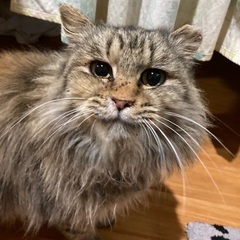 色々な猫ちゃん − 島根県