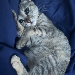 【譲渡決定】🐈生後約3ヶ月の子猫♀❤️キジトラ − 沖縄県