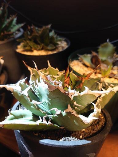 アガベ 観葉植物 チタノタ