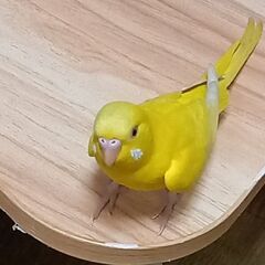 セキセイインコが迷子になってしまいました。