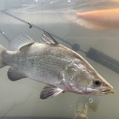 バラマンディの中古が安い！激安で譲ります・無料であげます(2ページ目  