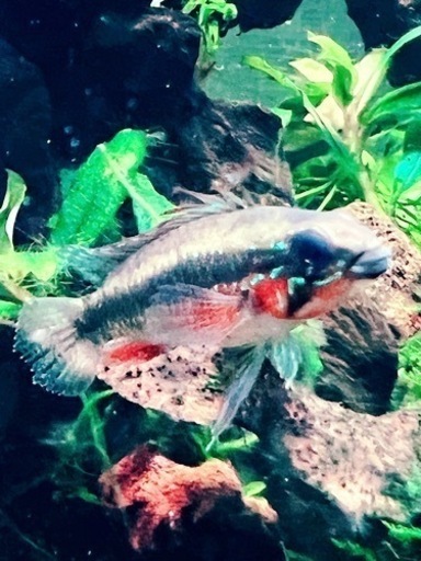 アピストグラマ エリザベサエ レッド F1ペア オス約5cm メス約4cm アピストグラマ エリザベサエ レッド F1ペア オス約5cm メス約4cm