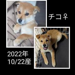 2022年10月22日産まれのメス子犬チコちゃんに優しい里親さん募集中