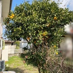 すだちの木　庭木　ガーデン　柑橘