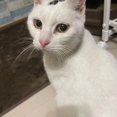 甘えん坊な美人白猫ちゃん♀