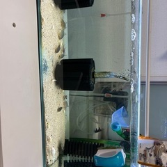 90センチスリム水槽 コリドラス エーハイム2213→2台付き