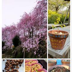 [園芸][参加費無料]紅枝垂桜の接ぎ木体験の画像