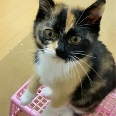 サビ猫:里親さん決まりましたの画像