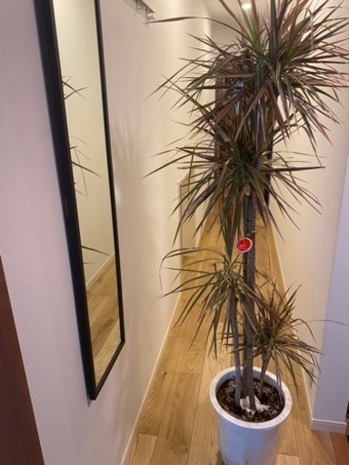 観葉植物ドラセナマジナータ